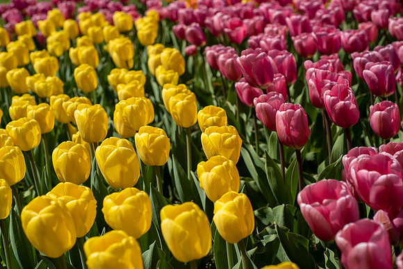 Field of Pink and Yellow Tulips