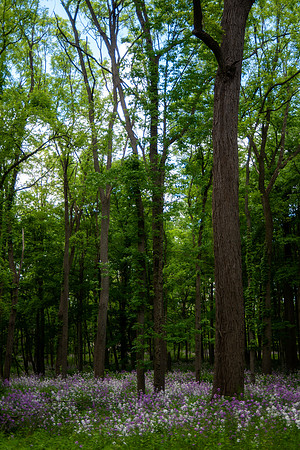 Flocks and trees vertical