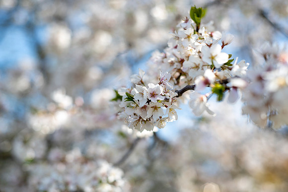 Spring in Highland Park