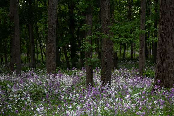 Flocks and trees horiz