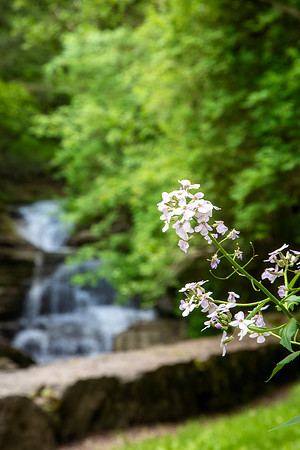 Robert H. Treman State Park waterfall flower