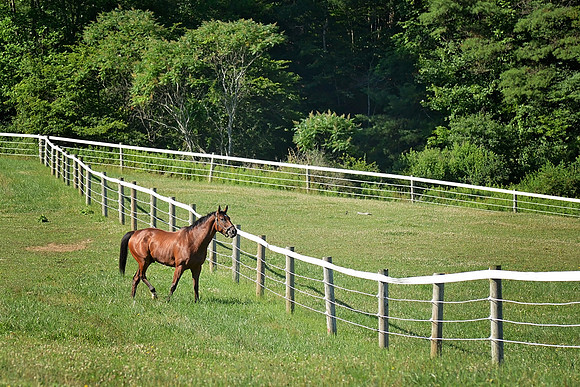 Howard Horse
