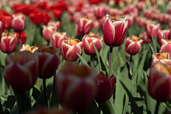 Field of Tulips