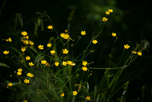 Flowers 1